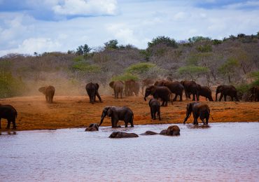 Elephant herd at a Tsavo watering hole
