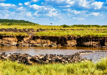 Great Migration wildebeest crossing the Mara River