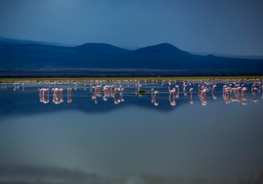 Flamingos on Lake Nakuru