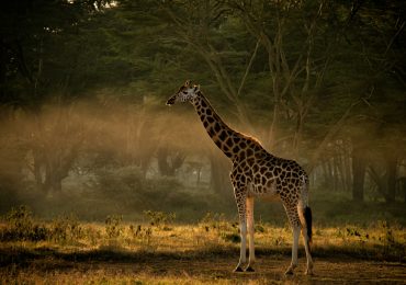 Giraffe in an East African savannah